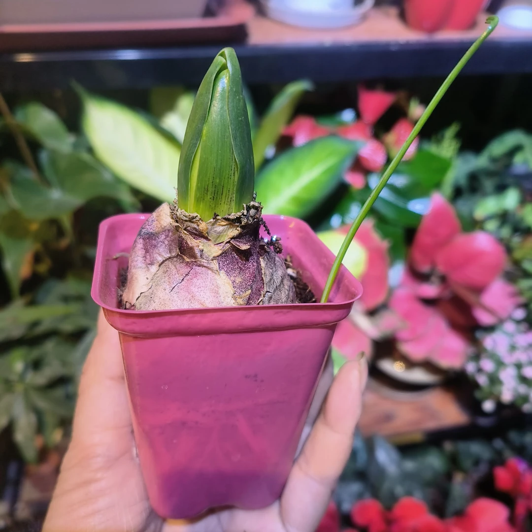 开花带香味荷兰进口风信子种球水培土培耐寒花卉盆栽植物
