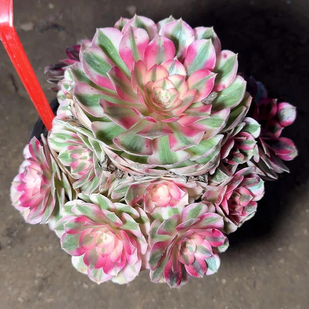 4-875倾城多肉法师