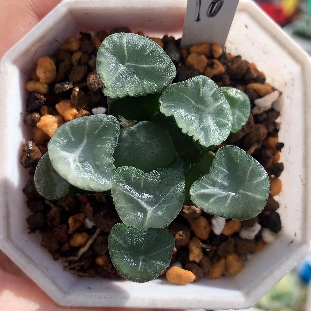 天鹅湖万象，10号，一物一拍