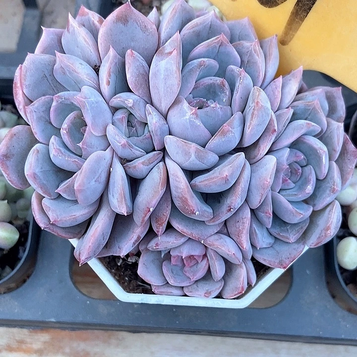 多肉植物夜鹰2101多肉