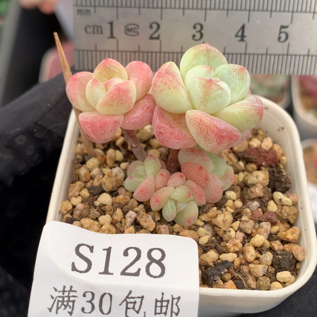 128。长腿小脸糖心冰玉。五头