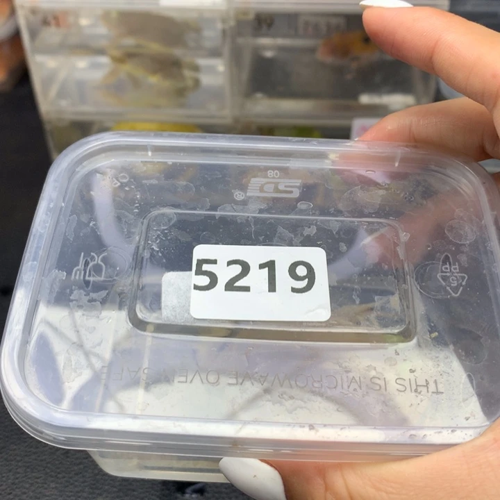 角蛙5219小丑蛙蛙