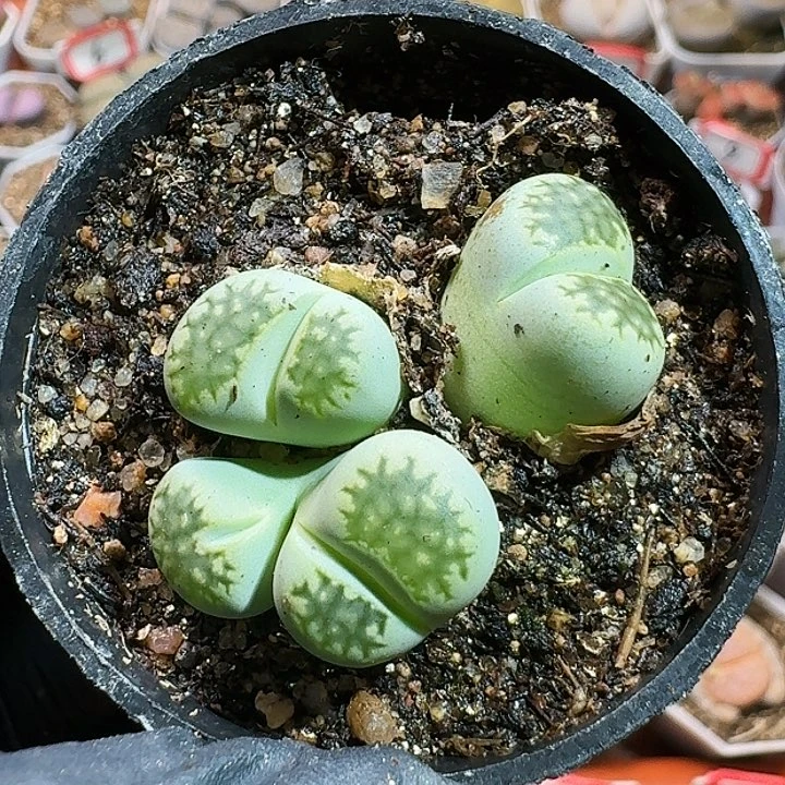 π生石花1111111。   339