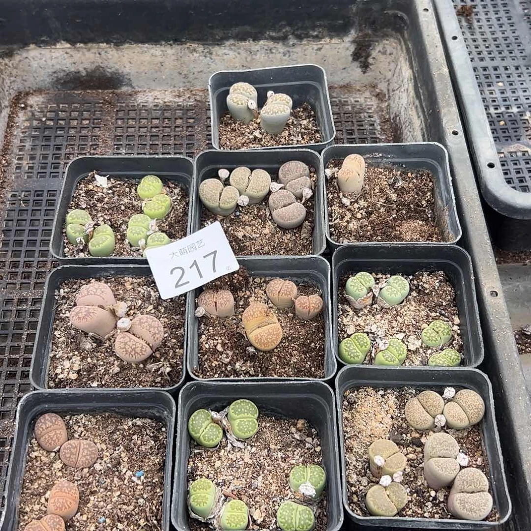 清框脱土发无售后默认有疤。217
