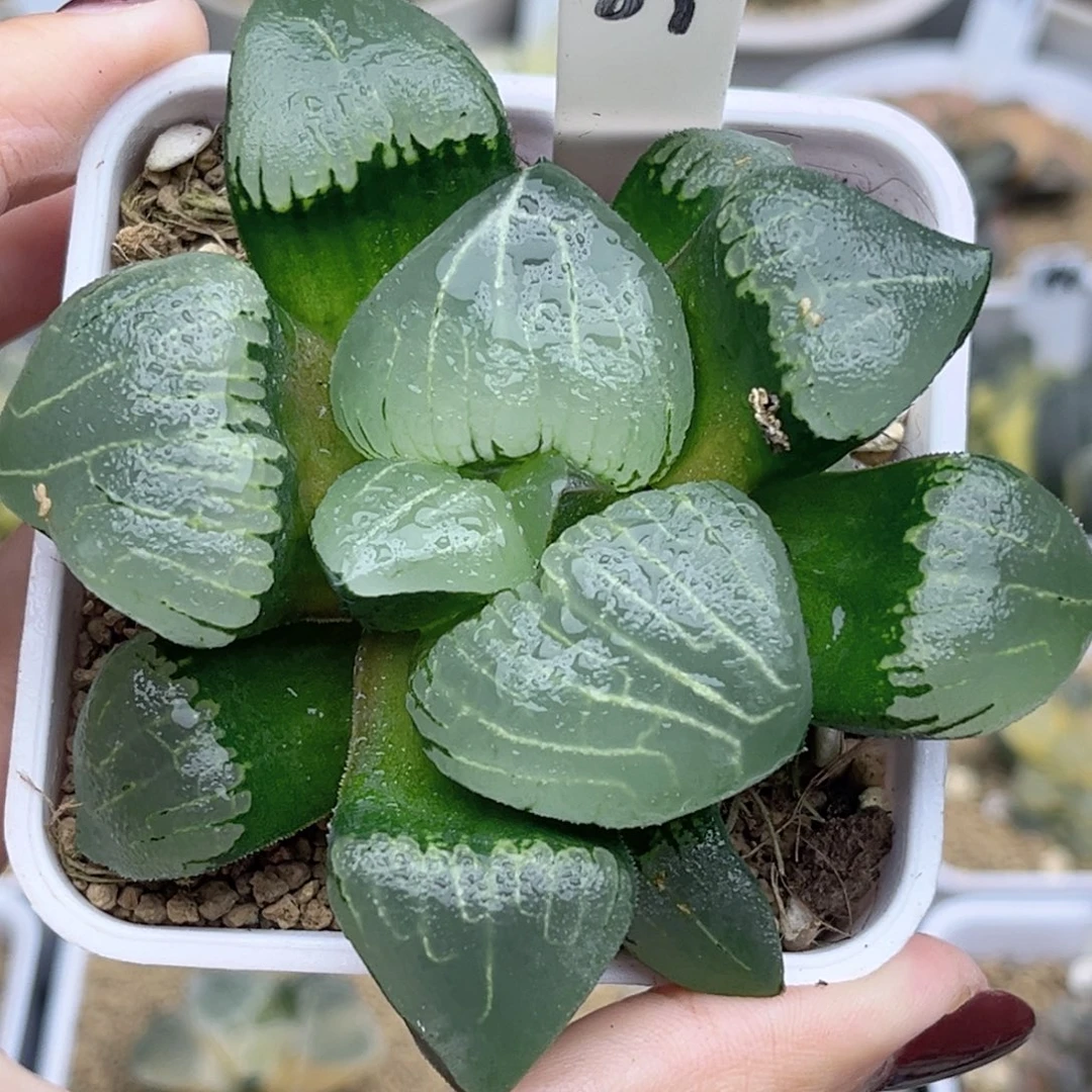 69新糯阿福利专场