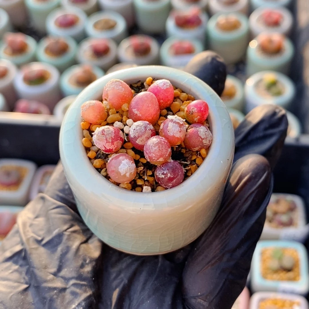 3826--一物一拍 带盆