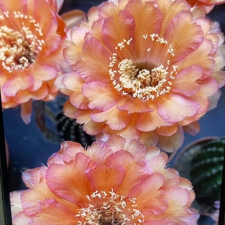 香香心舞带根5公分左右