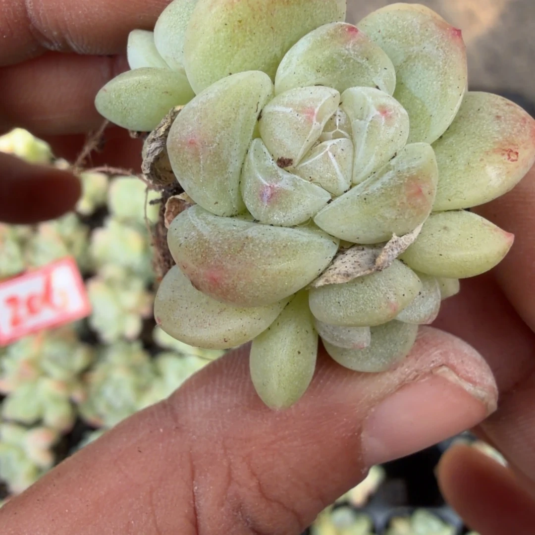 206号到手5颗江北多肉