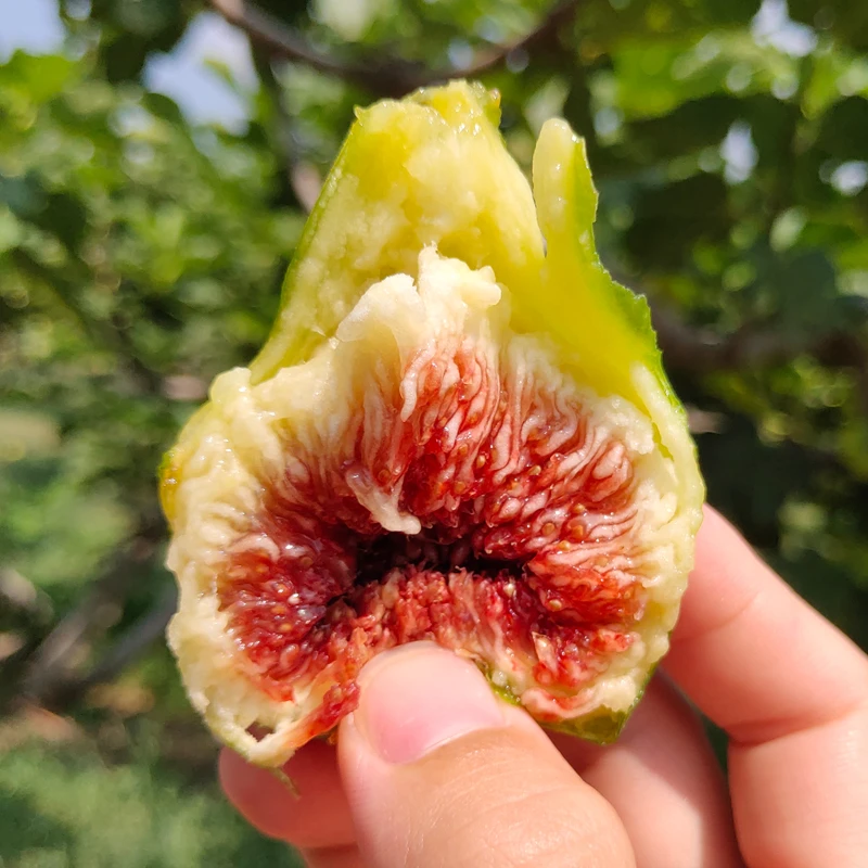 山东威海新鲜青皮无花果鲜果应季孕妇水果甜糯大果糖包子现摘顺丰