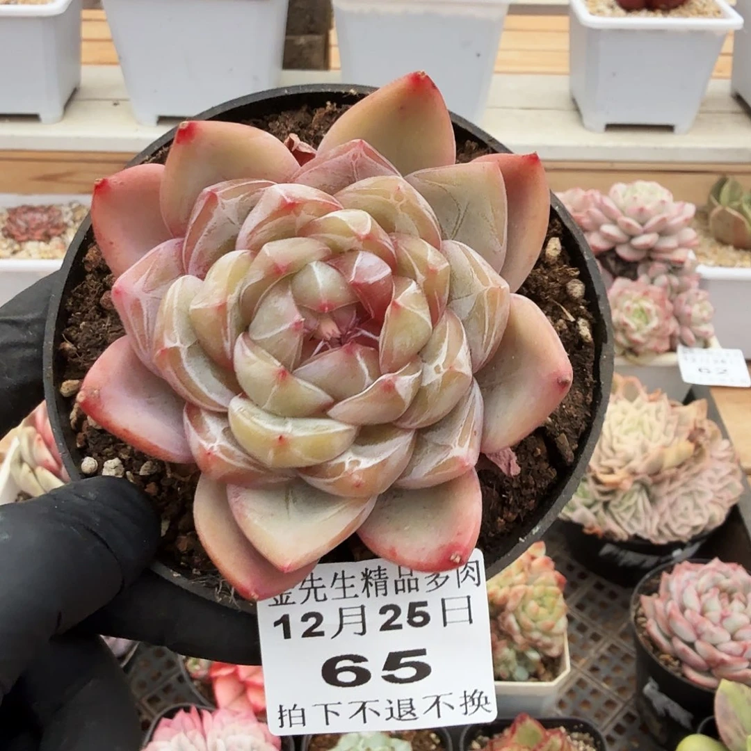 1225-65冰花单头a