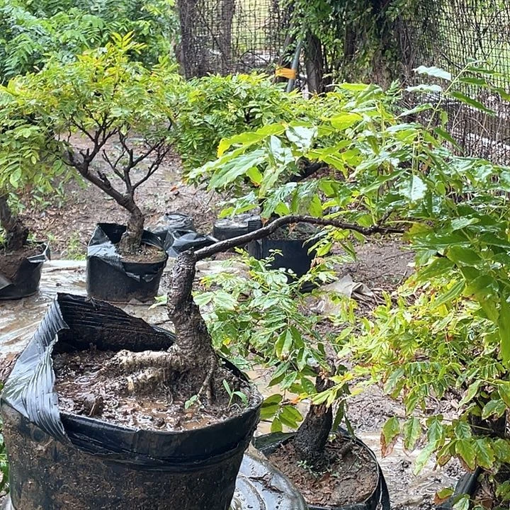 水牛皮（革）和**哥物