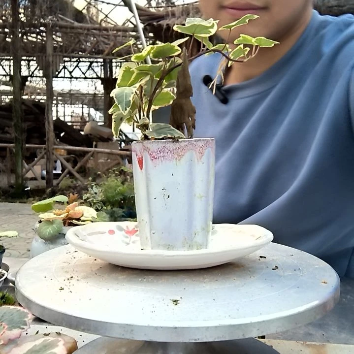 苏**y小盆景小植物一物一拍415