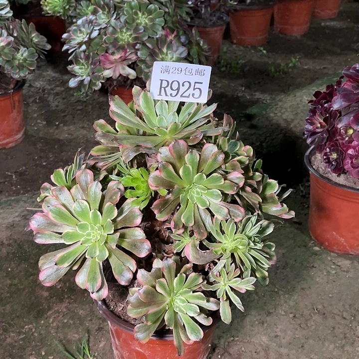 926粉黛多肉植物