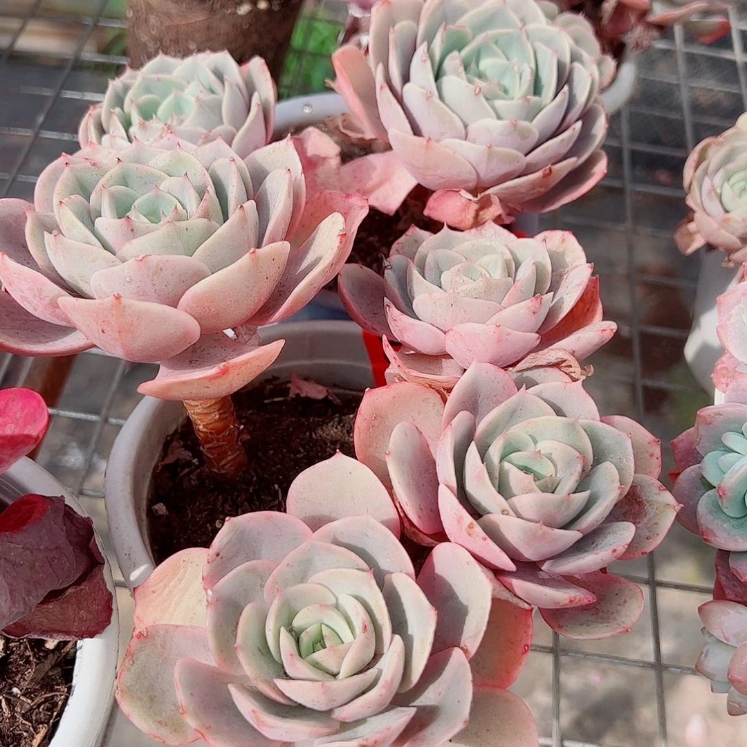 蓝色苍鹭多头群生精品