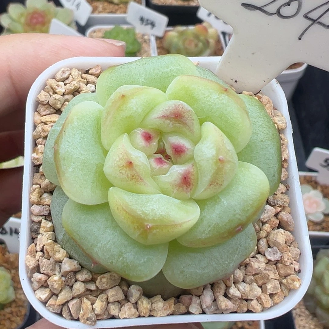 204号玩家货 晗雨多肉