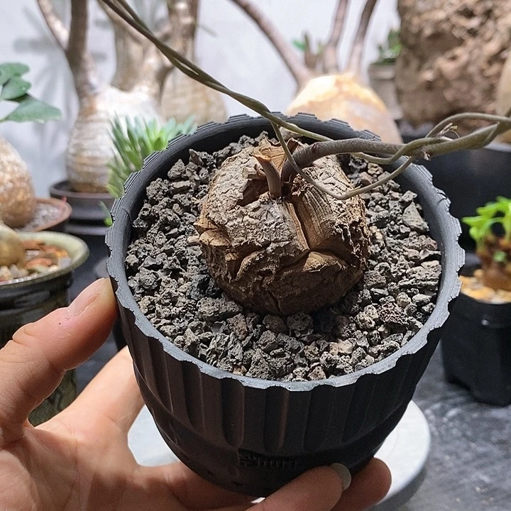 何*森龟甲龙带盆不退不换