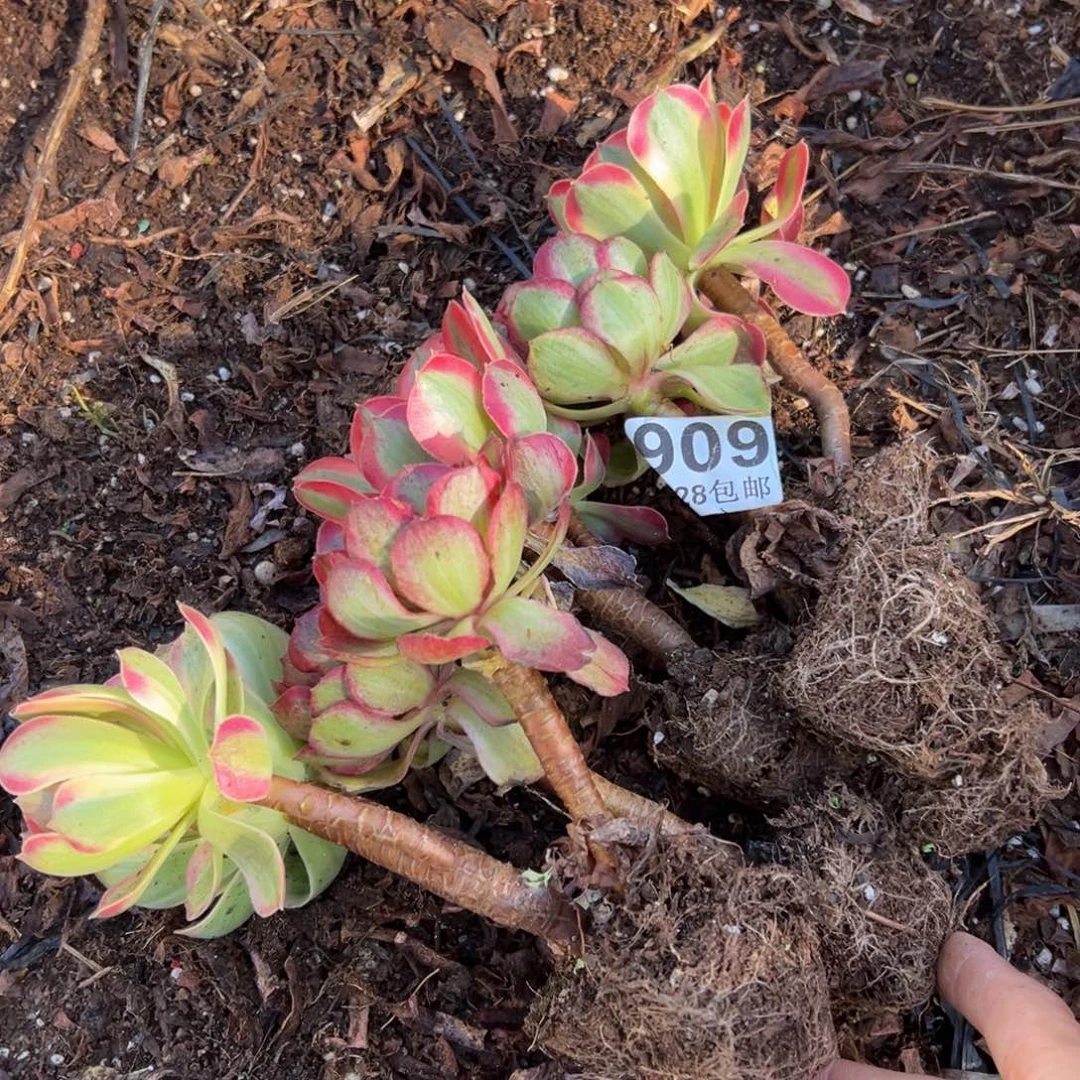 多肉植物909六颗无售后