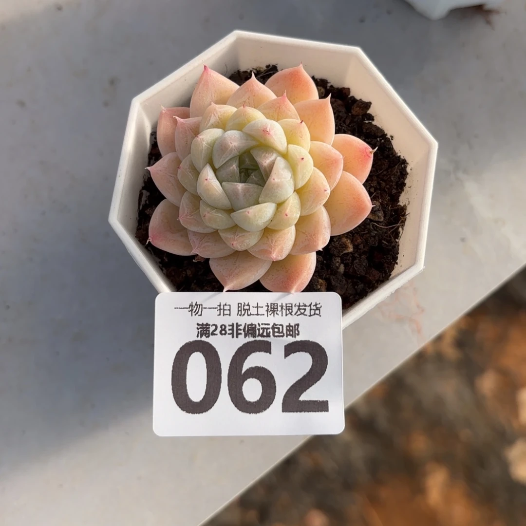 白卡单头无盆土发货