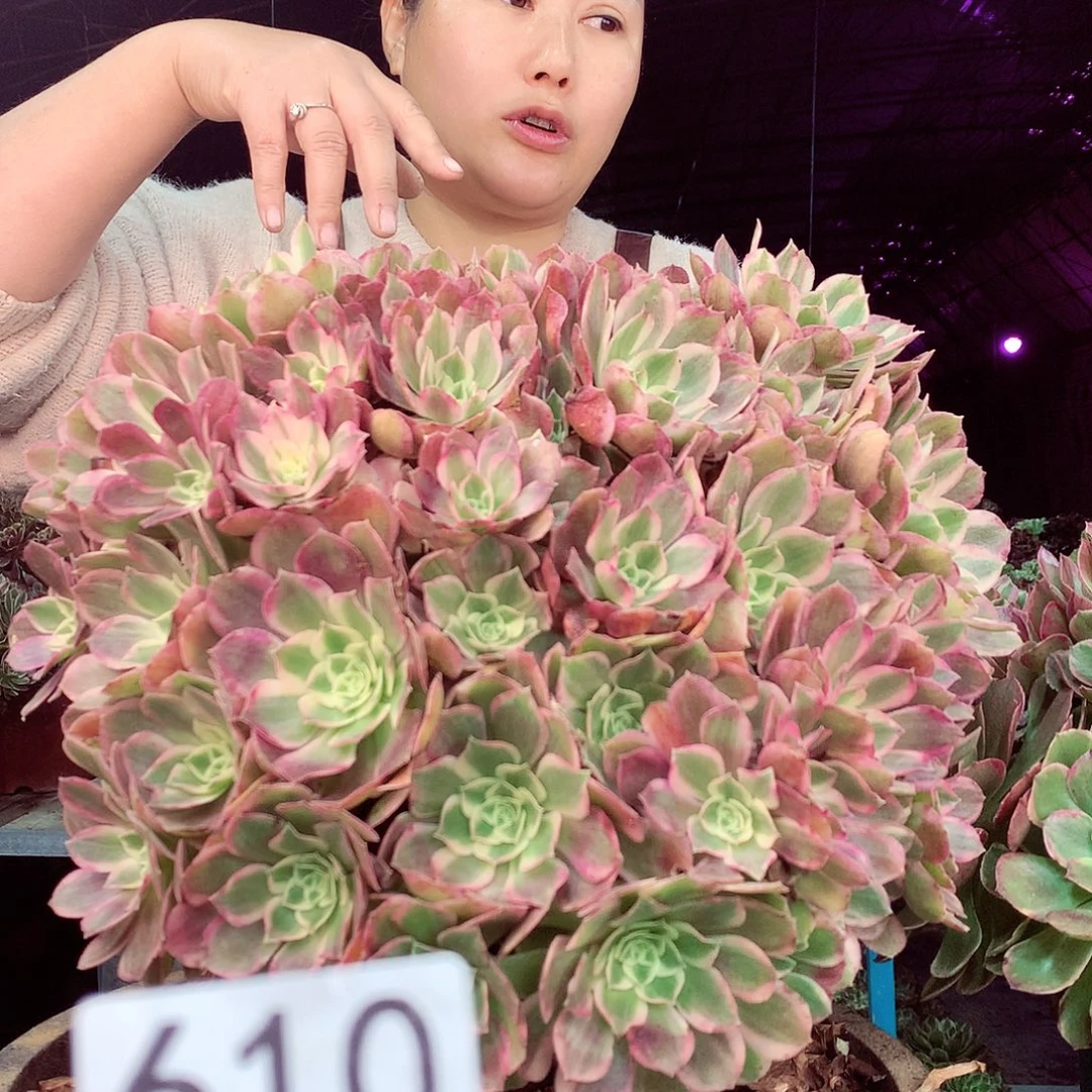 柒柒精品多肉脱土发货不包断侧枝610