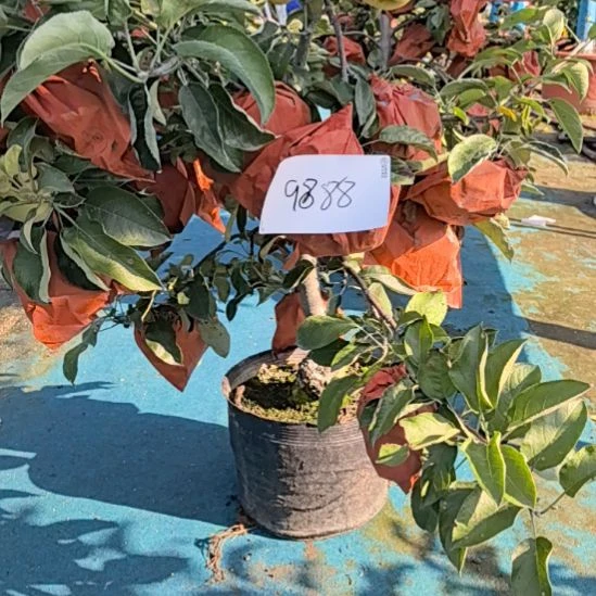 无花朵小高杆盆栽苹果盆景