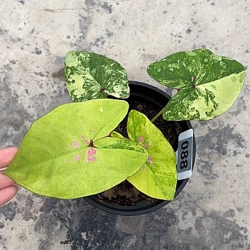 88-0225月亮宝石彩叶芋广东现货