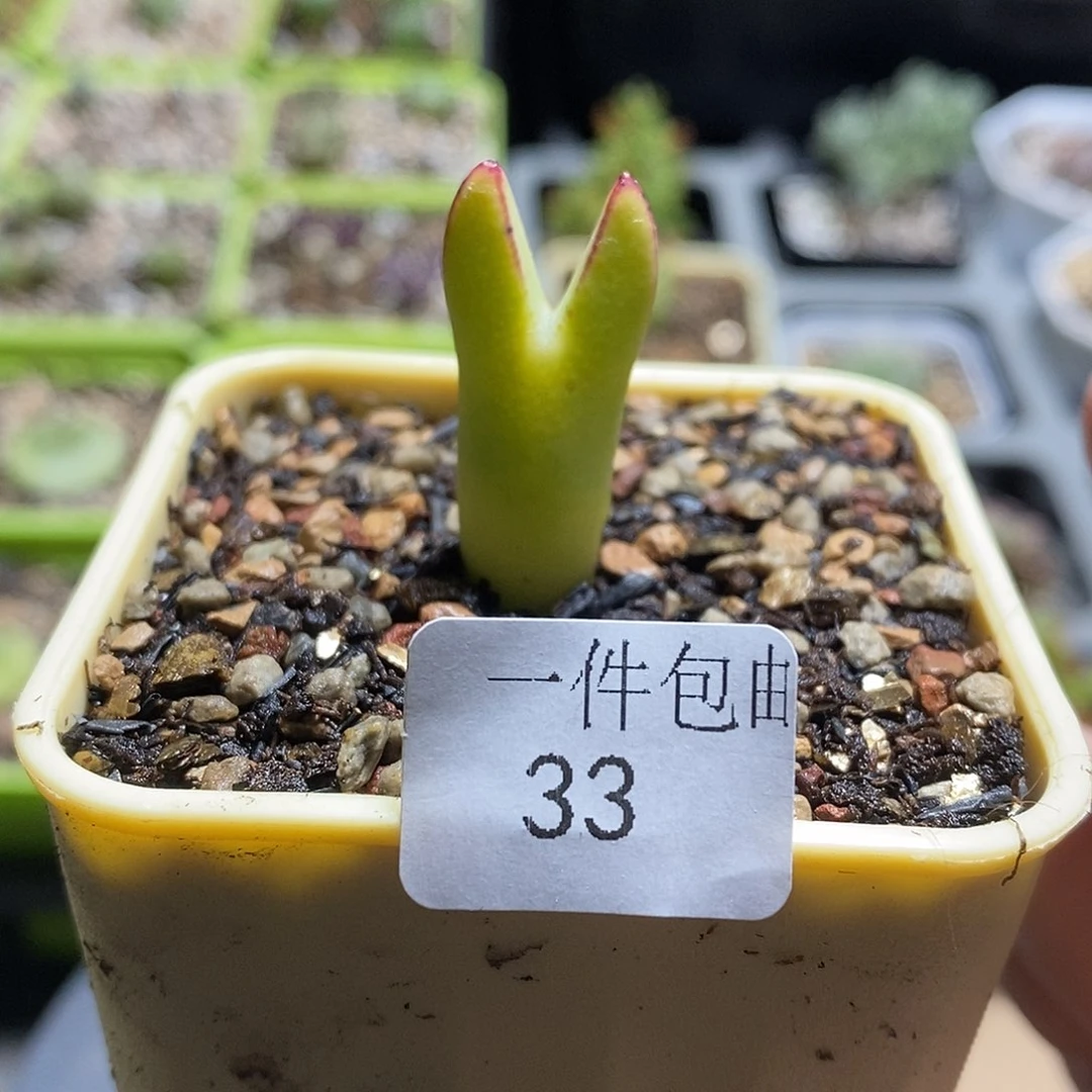 黄色红边比卡丘多肉植物33号