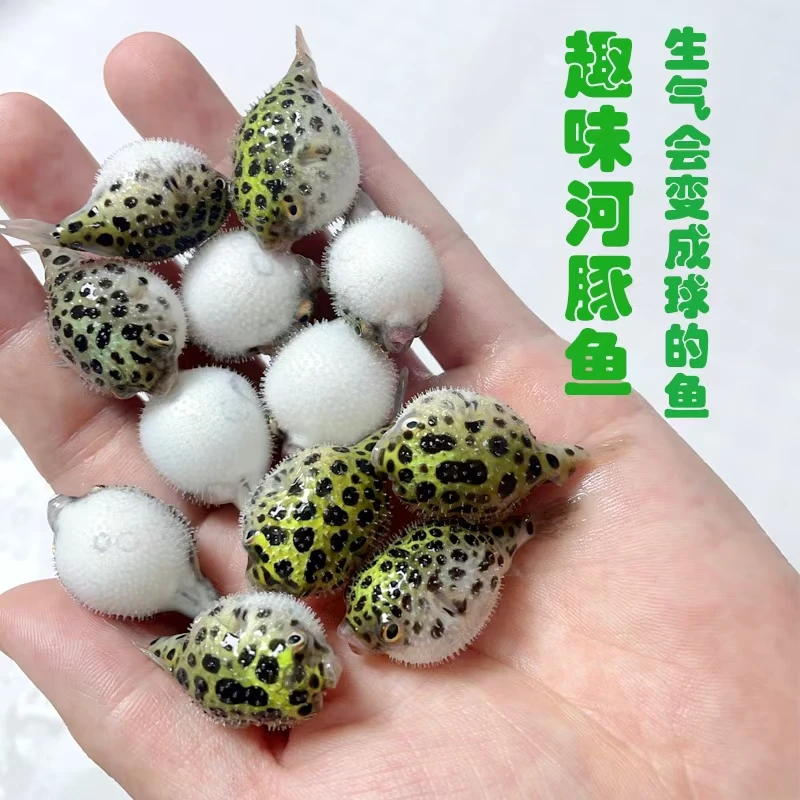 可爱呆萌会生气鼓肚的金娃娃潜水艇淡水小河豚观赏鱼无毒好养活