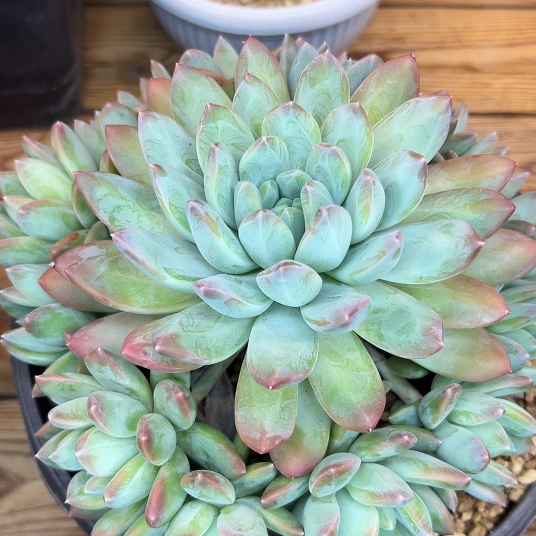 手捧暗纹美人，爱米丽系列