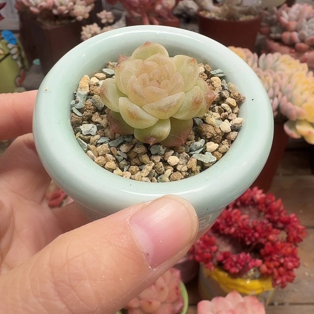 无尽灯 多肉含盆土 一物一拍