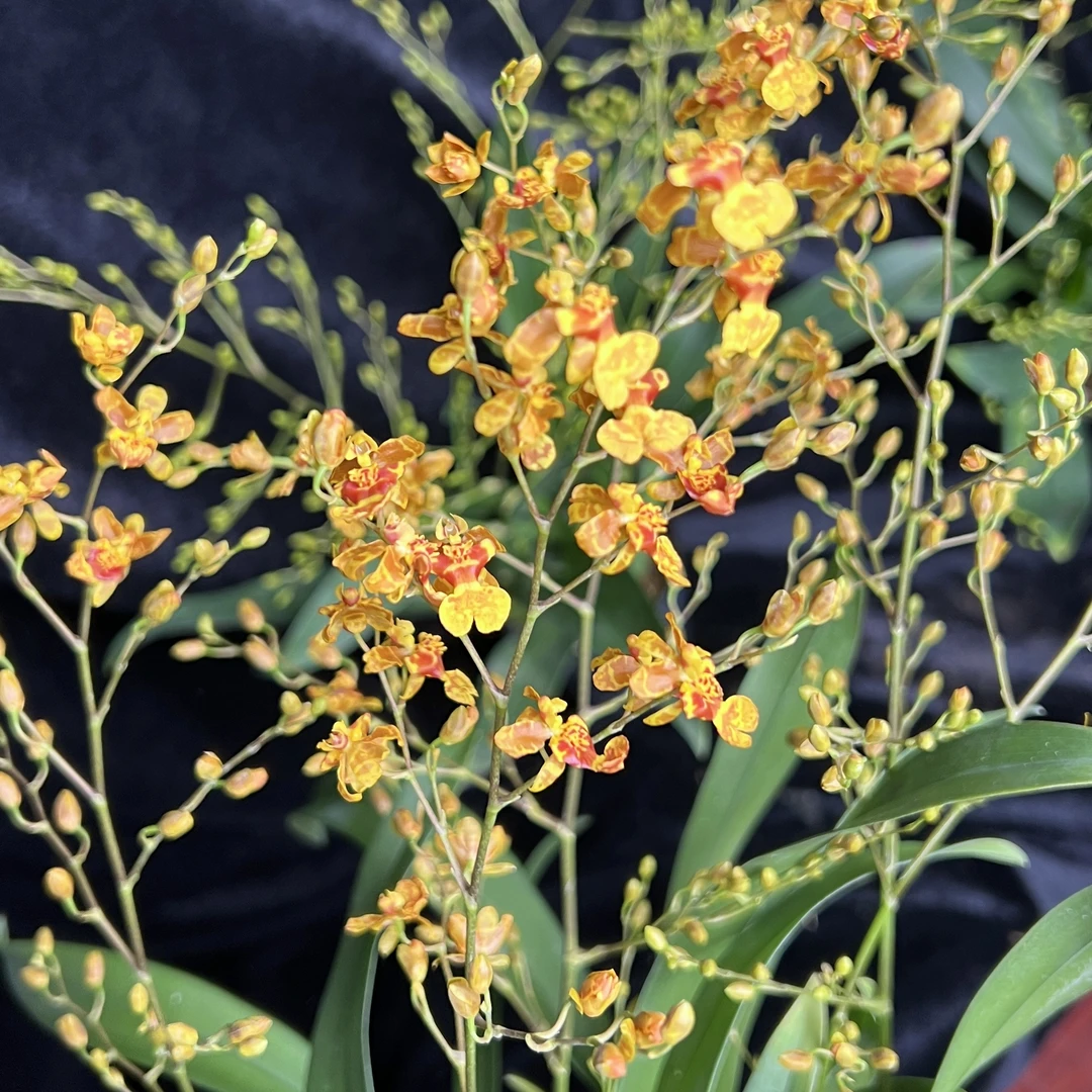 泰国豹斑宝石文心兰 盆栽花卉多年生室内阳台易养护发货快