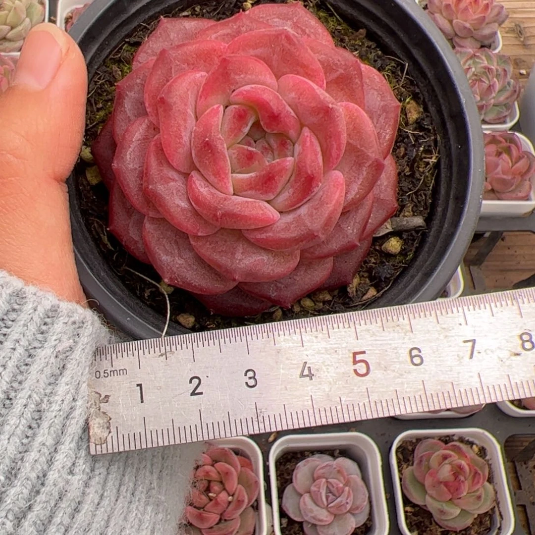 艳664 多肉植物组合