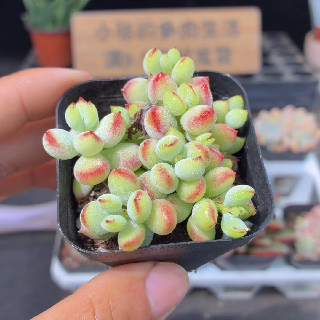 达摩福娘多肉9.9包邮发货