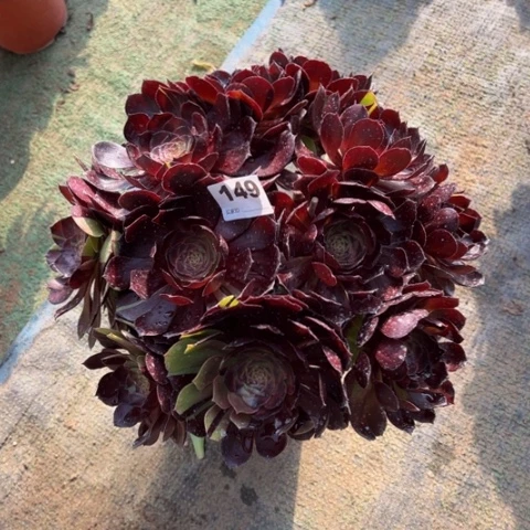 149黑美人朵朵多肉，