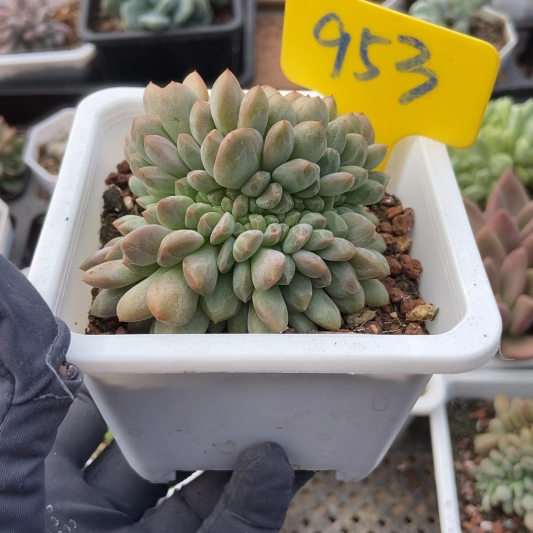 953爱丽儿缀多肉植物保护