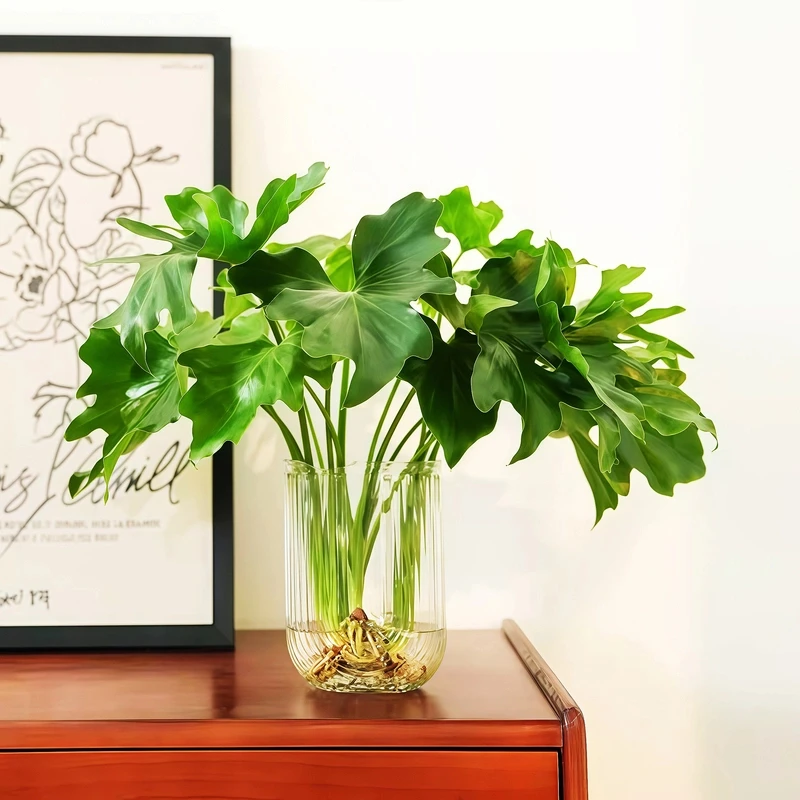 春羽绿植盆栽水培植物龙鳞老桩苗办公室内净化空气吸甲醛土培花卉