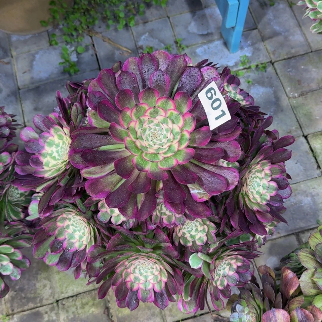 媛***媛多肉植物601霁月 法师