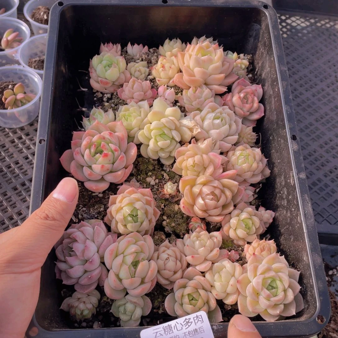 云糖心多肉植物16