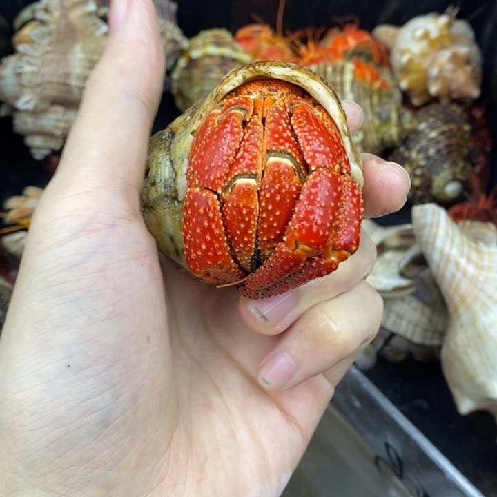 竞价竞价竞价竞价