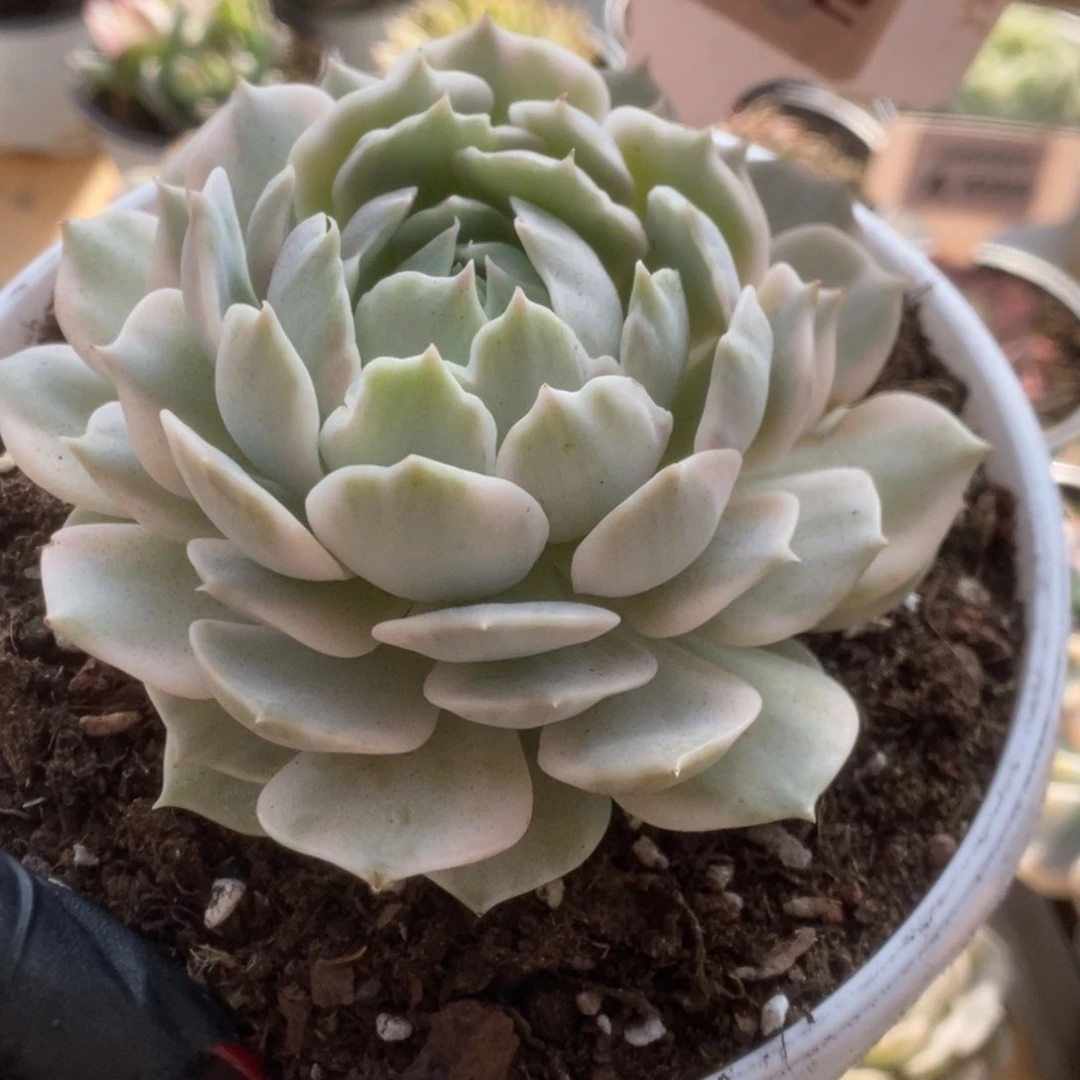 732露娜莲锦锦锦锦锦