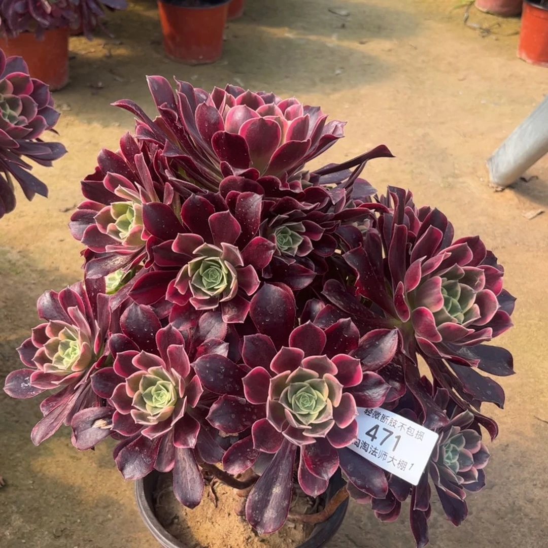 471金丝雀多肉植物法师