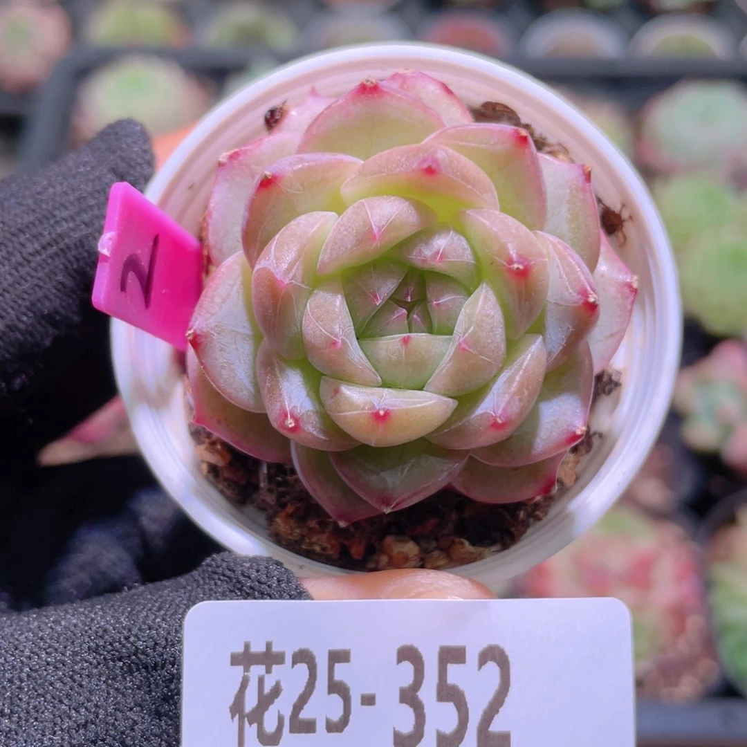 花利美25-352新品