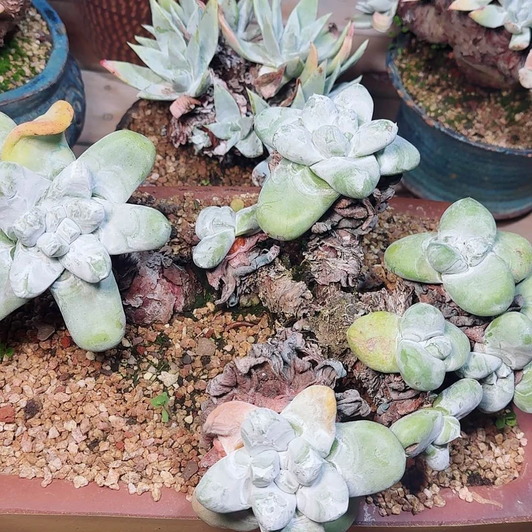 2086拇指仙女杯多肉