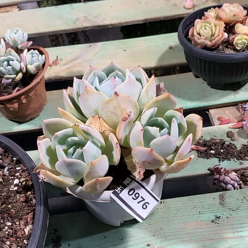 【闪购商品】凤橙0976