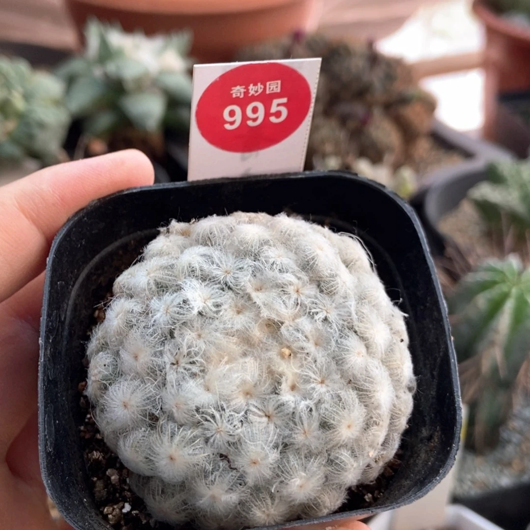 自根佛头白星一颗