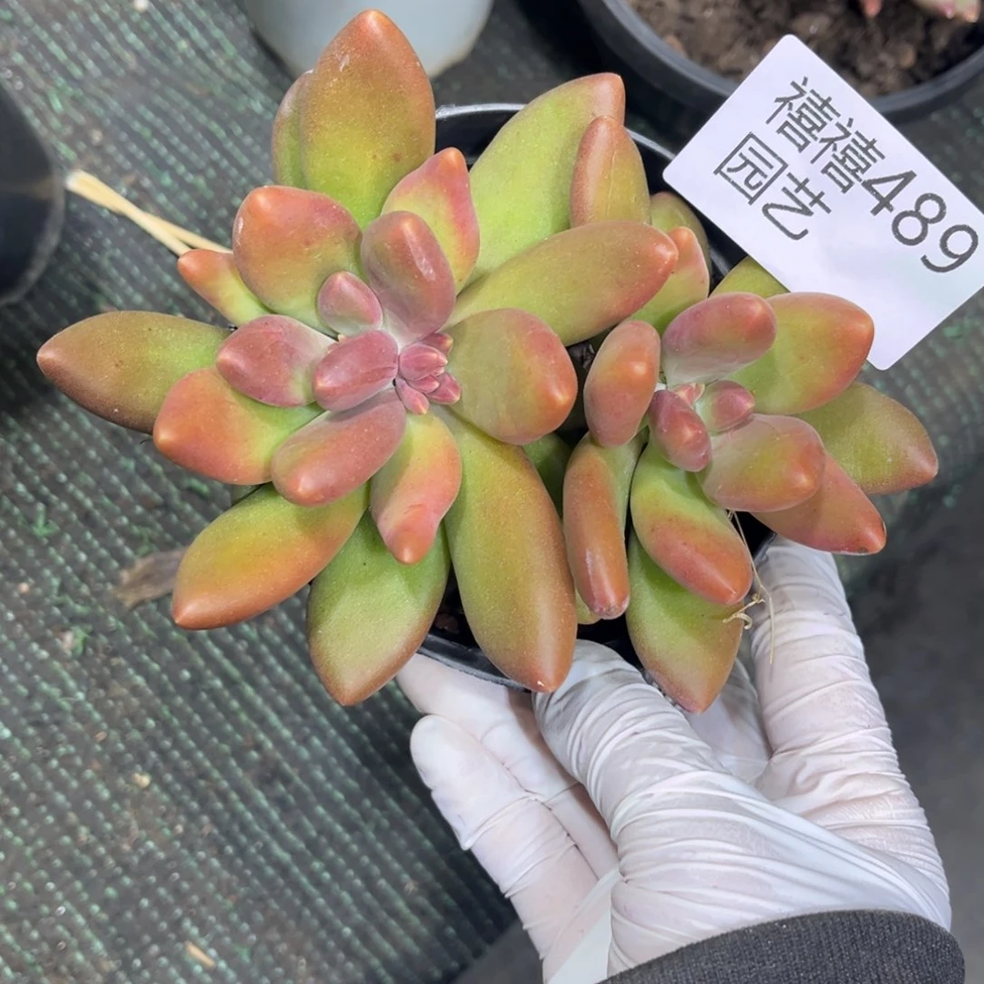 489芒果奶多肉植物……