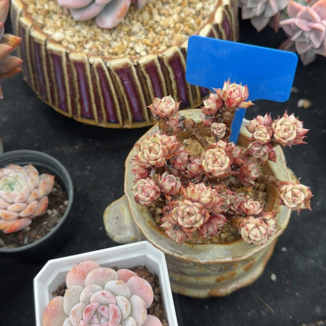 多肉植物黄金粉本巴蒂斯