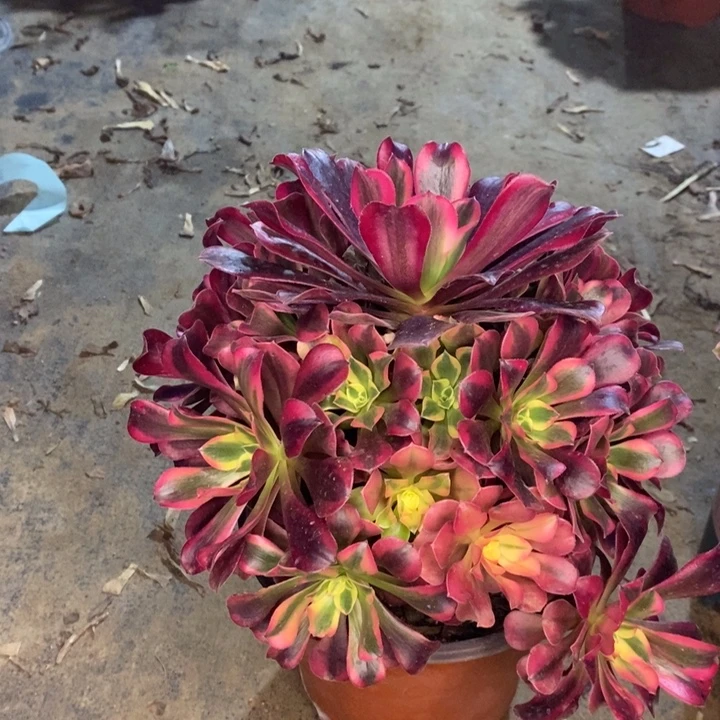 美杜莎多肉植物57