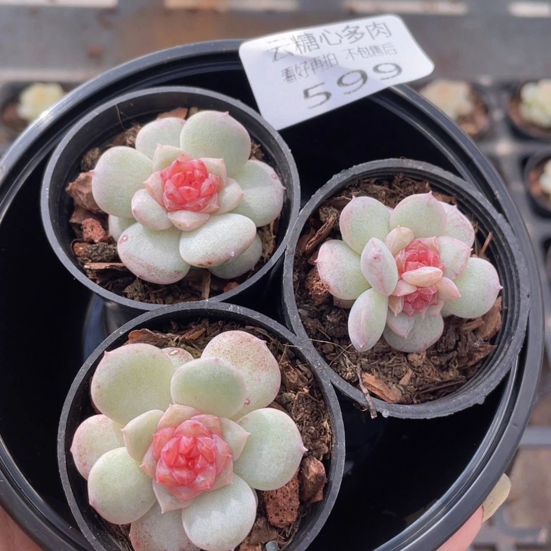 云糖心多肉植物599