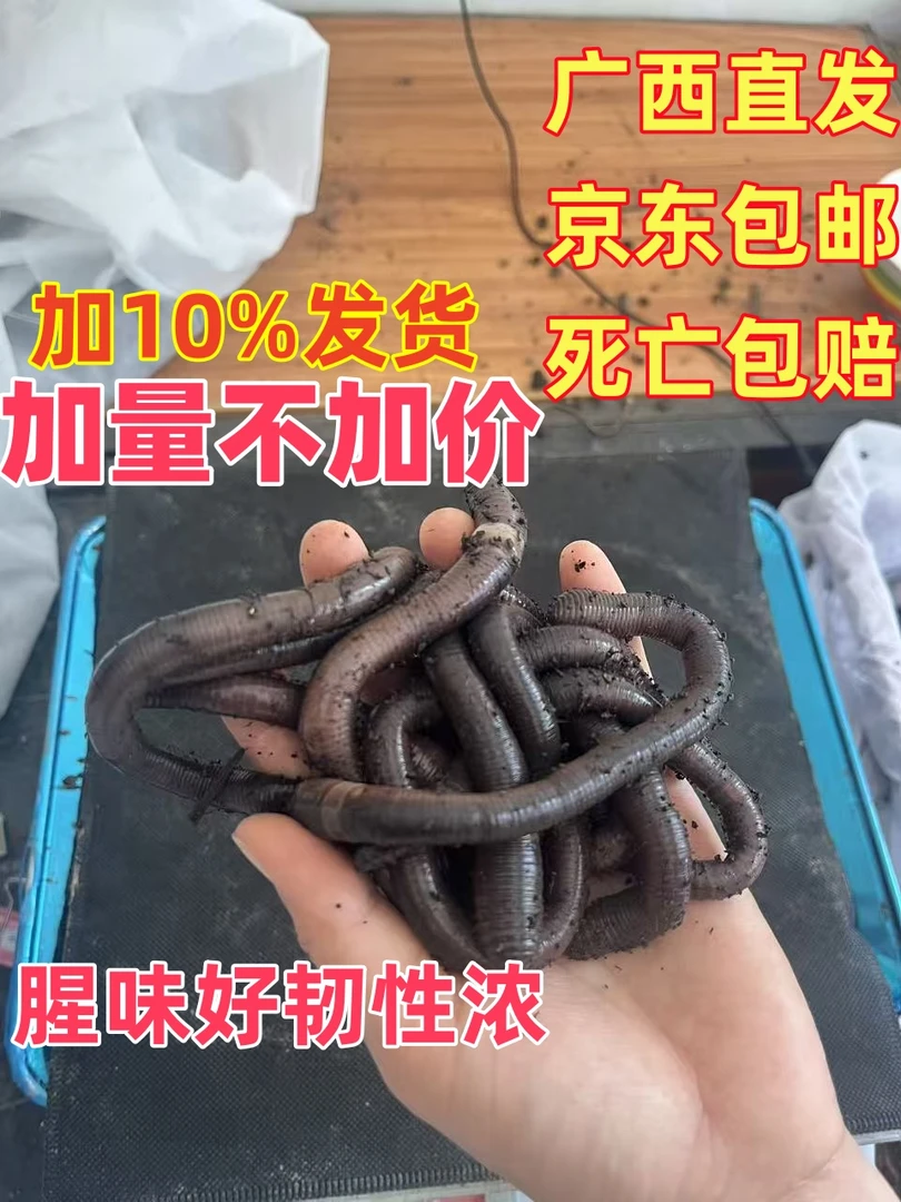 鲜活大小混装黑蚯蚓青蚯蚓野钓黄鳝鲶鱼黑鱼专用活饵腥味十足