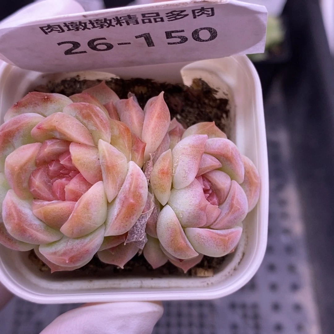 【闪购商品】26-150梦幻泡影